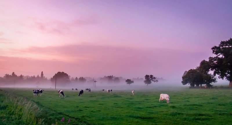 Une prairie normande au lever du soleil avec des vaches paisibles dans l'Orne, France, entourée d'une légère brume matinale.