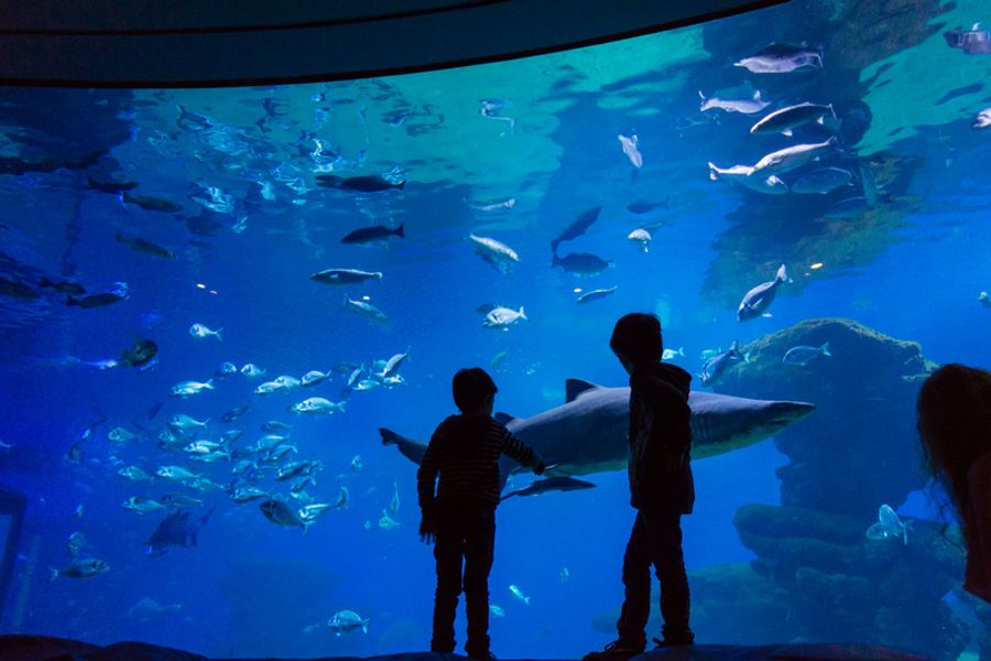 Aquarium de Palma