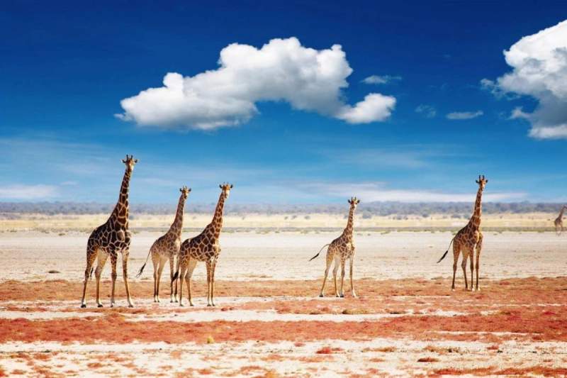 Groupe de girafes debout dans une savane aride sous un ciel bleu avec quelques nuages