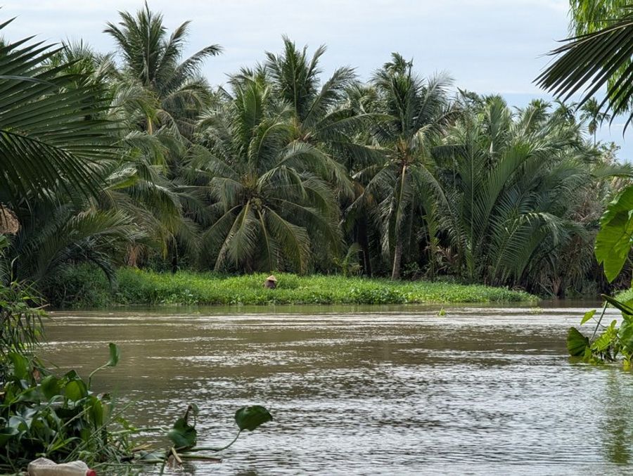 Vue sur une rivière bordée de cocotiers à Ben Tre Vietnam