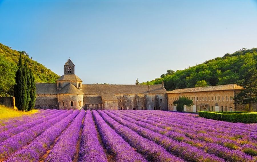 L’Abbaye de Sénanque entourée de champs de lavande en pleine floraison.