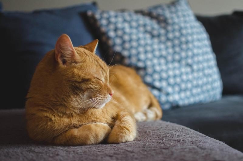 Chat roux allongé et paisible sur un canapé, les yeux fermés, dans un salon cosy.