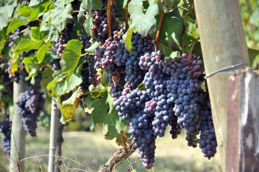 Vignes de la région viticole de Valpolicella près de Vérone, Italie.