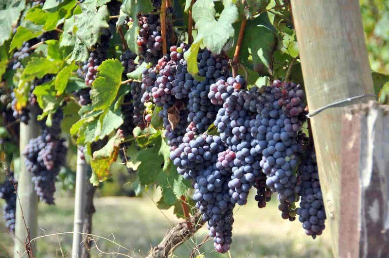 Vignes de la région viticole de Valpolicella près de Vérone, Italie.