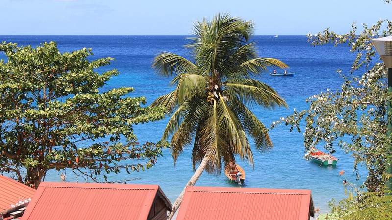 Cocotier surplombant la mer turquoise de Martinique avec barques de pêcheurs et toits en tôle rouge