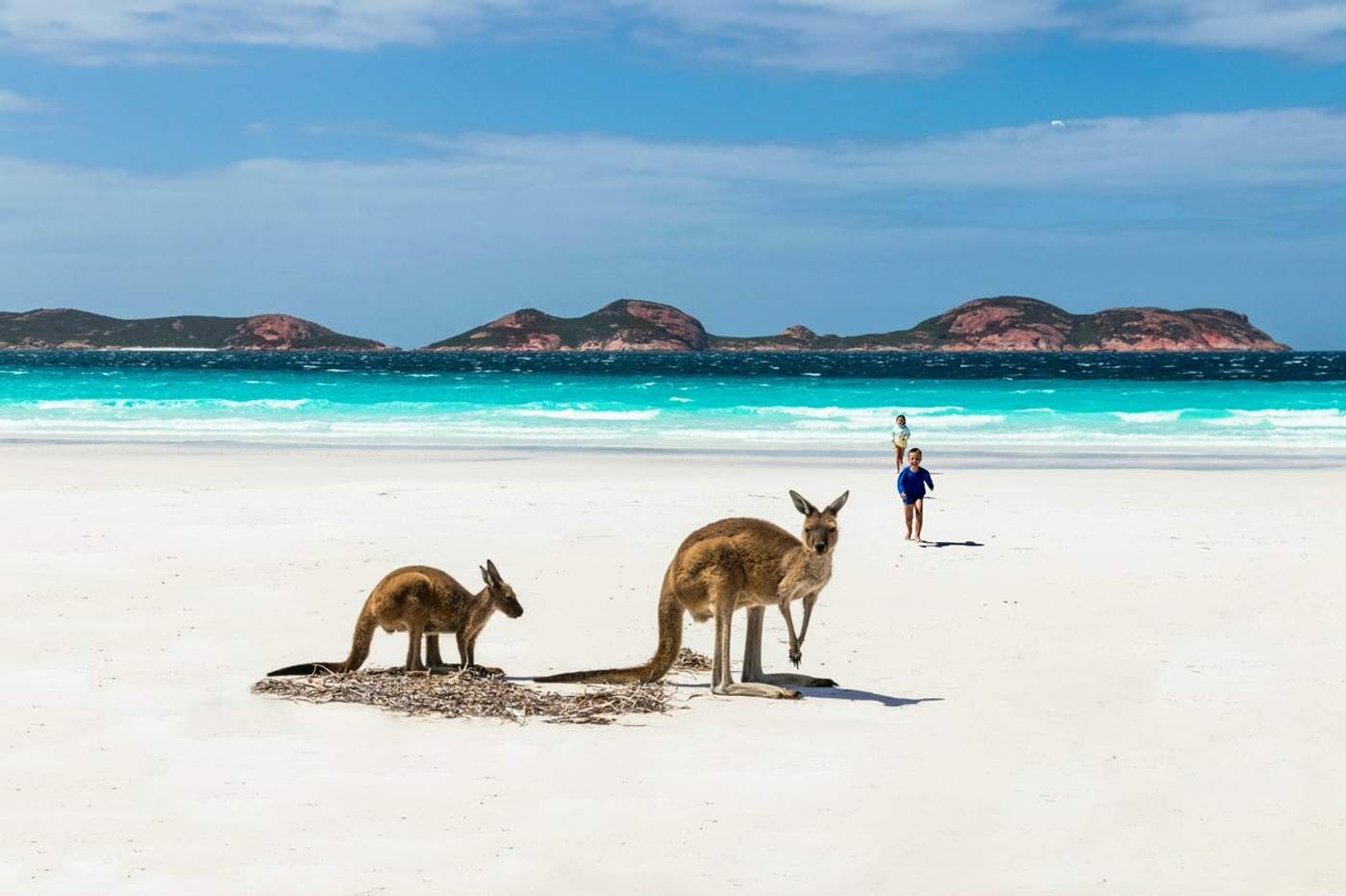 Kangourous sur la plage de sable blanc de Lucky Bay à Esperance, en Australie occidentale, avec des enfants jouant en arrière-plan et l'océan turquoise en toile de fond.