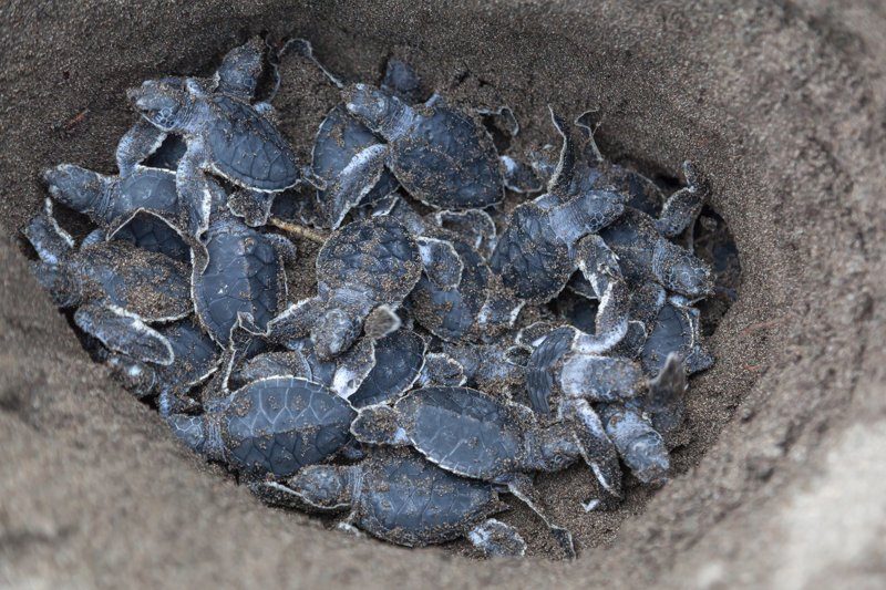 Nid rempli de petites tortues marines prêtes à éclore sur les plages de Nosara, Costa Rica