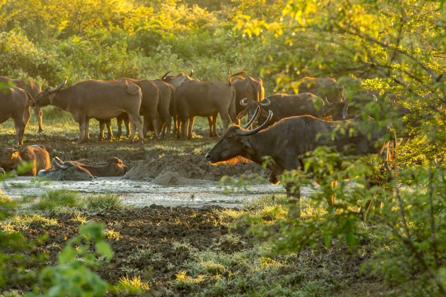 Un groupe de buffles se reposant près d’un point d’eau au coucher du soleil dans le parc national d