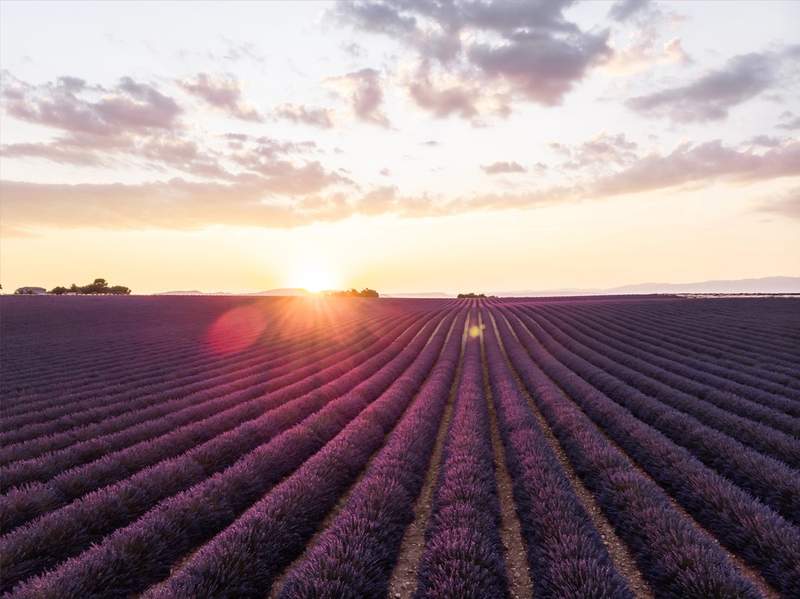 Champs de lavande en Provence au lever du soleil, lumière dorée idéale pour un road trip matinal
