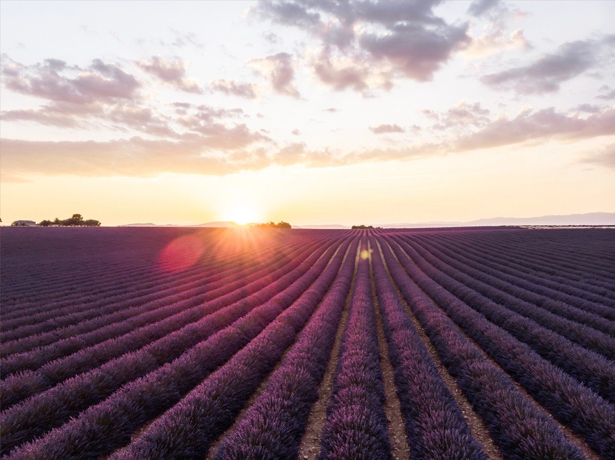 Champs de lavande en Provence au lever du soleil, lumière dorée idéale pour un road trip matinal