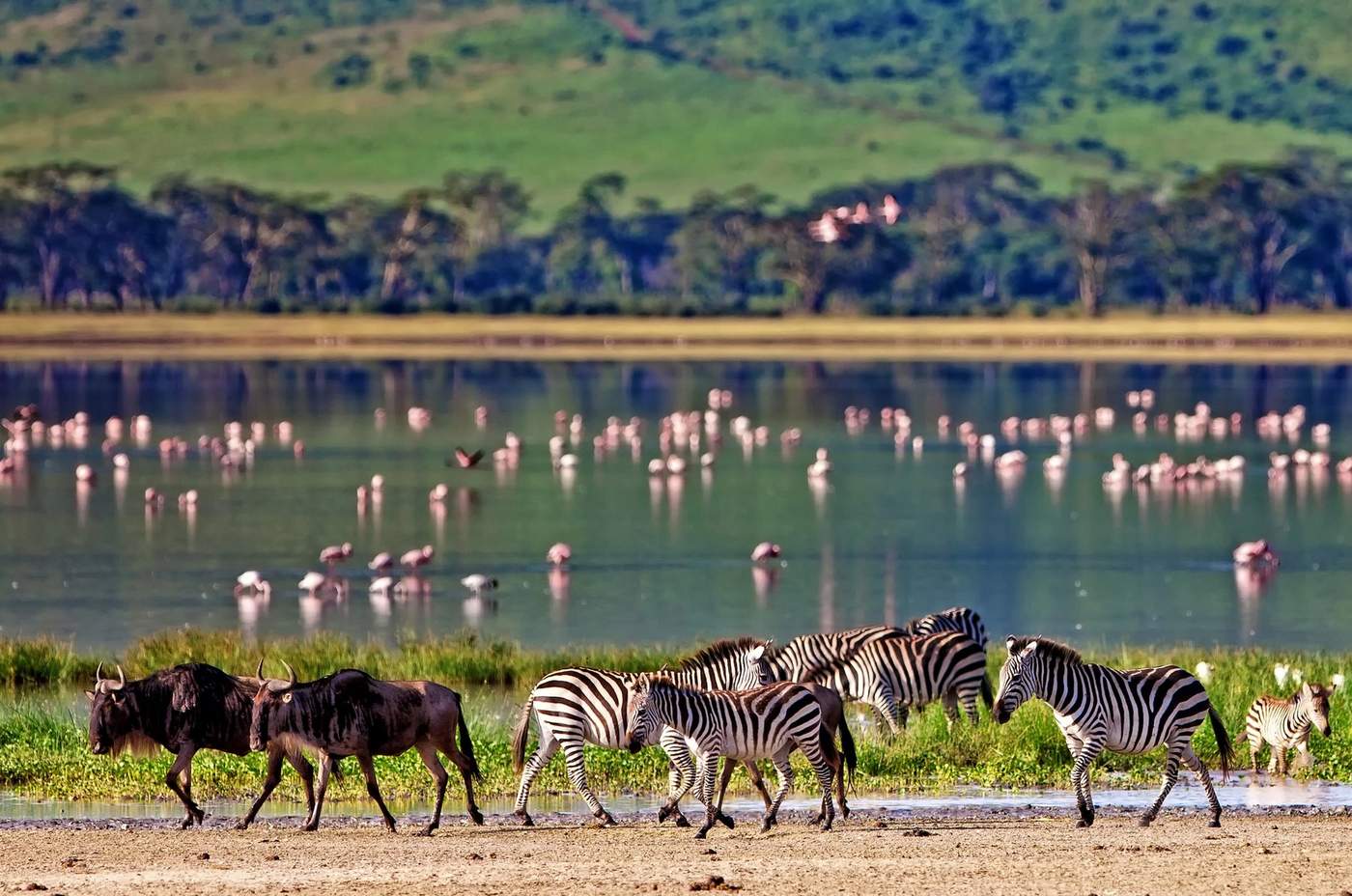 Zèbres et gnous traversant une plaine au bord d'un lac peuplé de flamants roses en Tanzanie