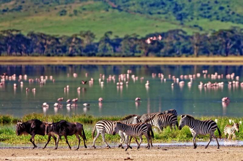 Zèbres et gnous traversant une plaine au bord d'un lac peuplé de flamants roses en Tanzanie