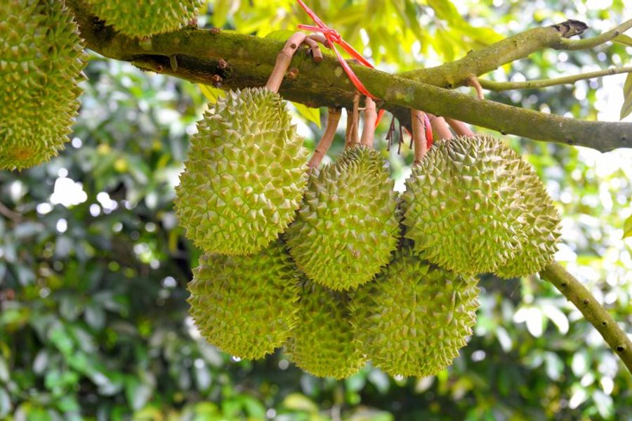 Grappe de durians suspendus dans un verger tropical de Ben Tre Vietnam.