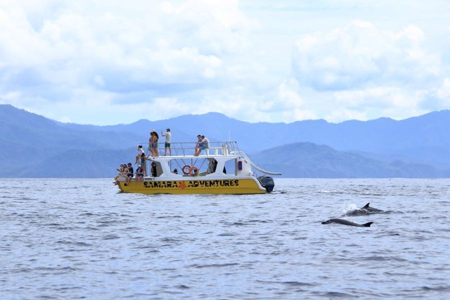Un bateau jaune avec des touristes observant des dauphins sautant hors de l
