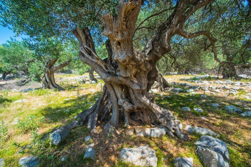 Les oliveraies millénaires de Lun, avec des arbres noueux et un paysage méditerranéen typique.