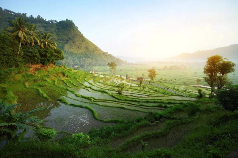 Vue panoramique sur les rizières en terrasse à Ubud, Bali, au lever du soleil.