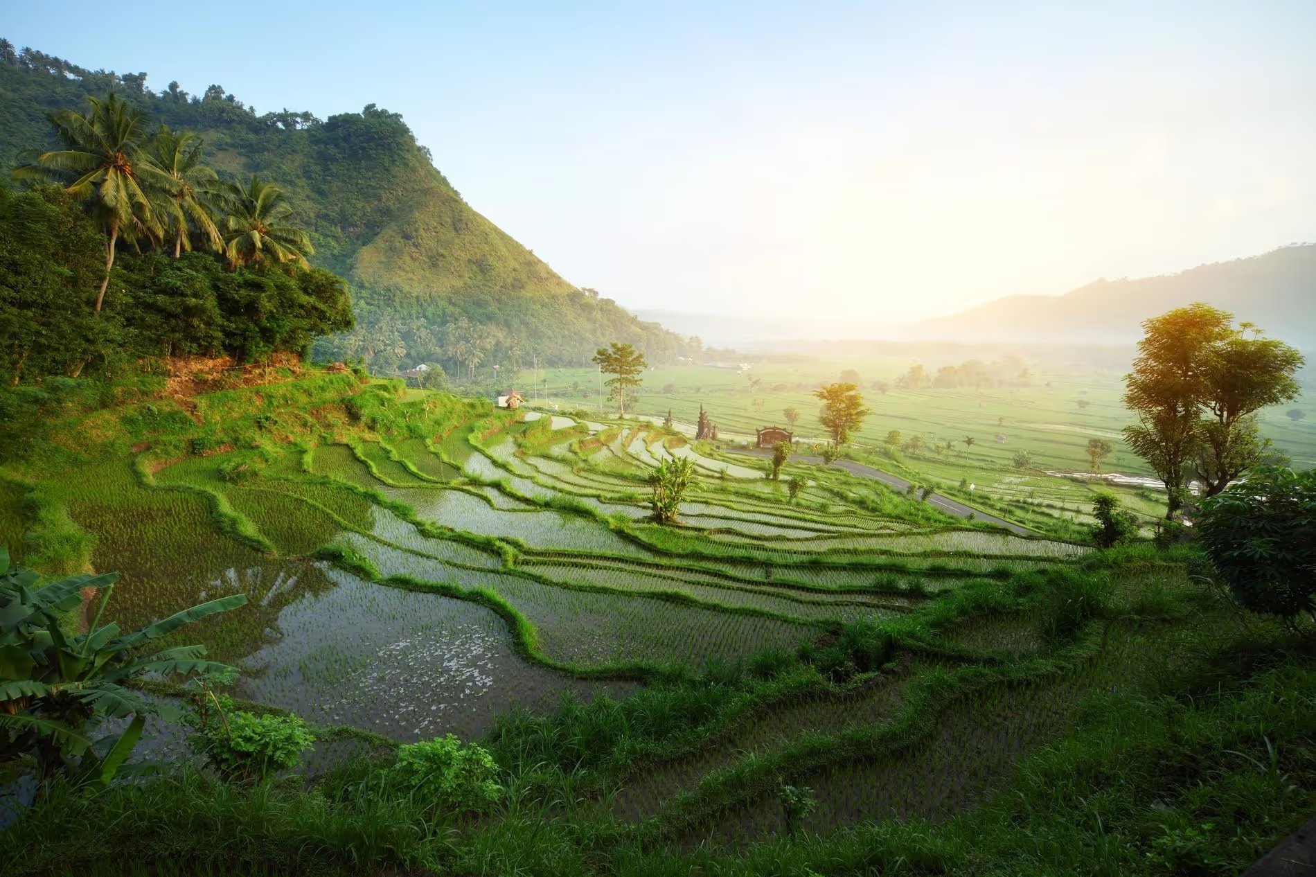 Vue panoramique sur les rizières en terrasse à Ubud, Bali, au lever du soleil.