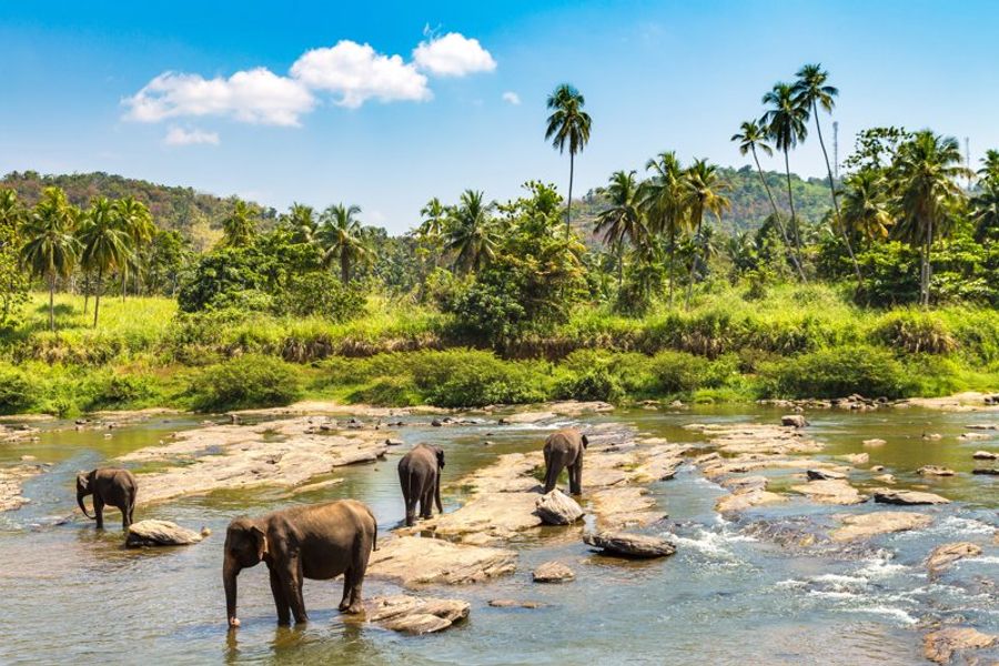 Éléphants se baignant dans la rivière Ma Oya à Pinnawala, entourés de verdure tropicale au Sri Lanka.