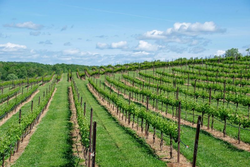 Vignoble en France avec des rangées de vignes verdoyantes sur des collines, sous un ciel bleu.
