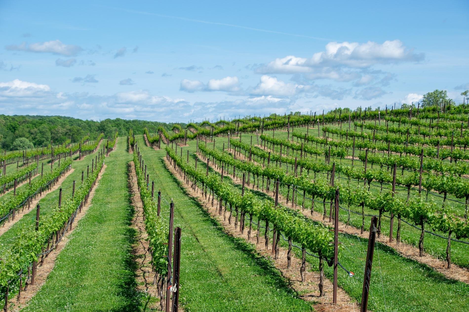 Vignoble en France avec des rangées de vignes verdoyantes sur des collines, sous un ciel bleu.