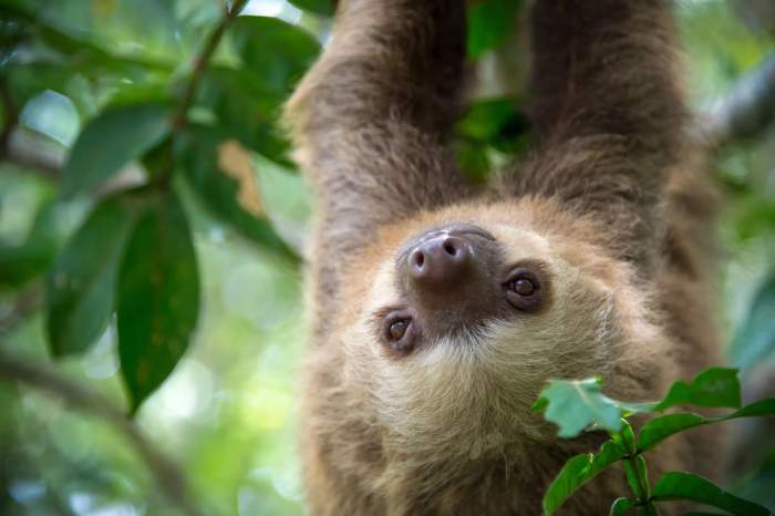 Un paresseux suspendu à l’envers sur une branche d’arbre, au Costa Rica.