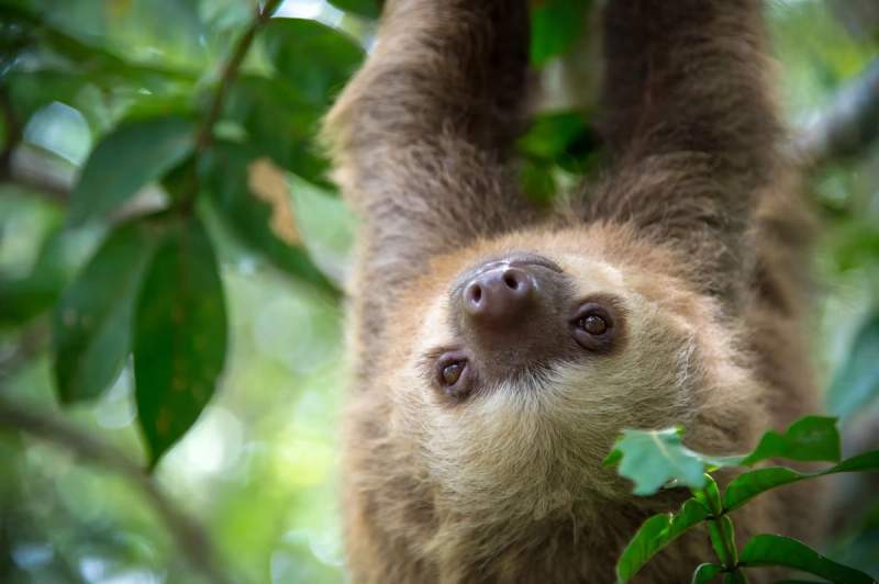 Un paresseux suspendu à l’envers sur une branche d’arbre, au Costa Rica.