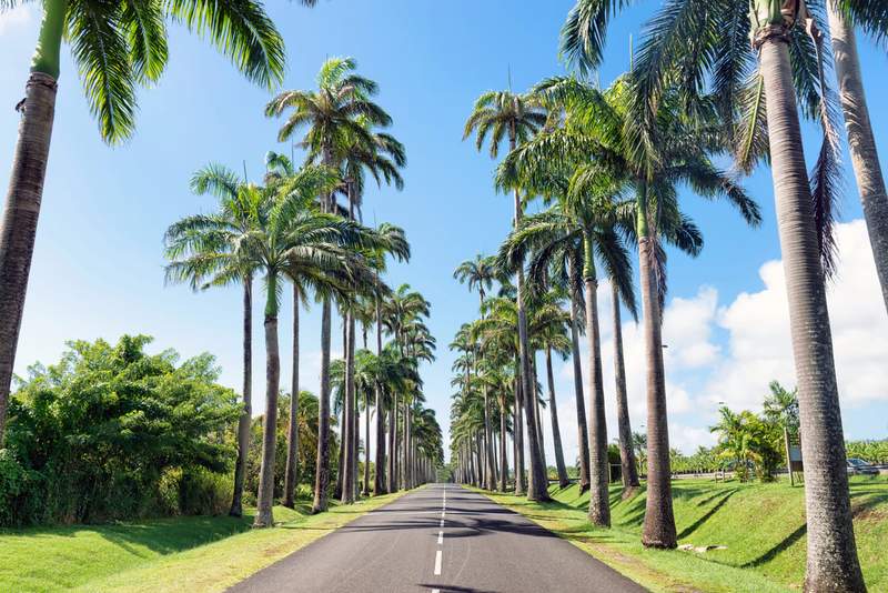 Route bordée de palmiers en Guadeloupe - Road trip sous les tropiques avec allée de cocotiers