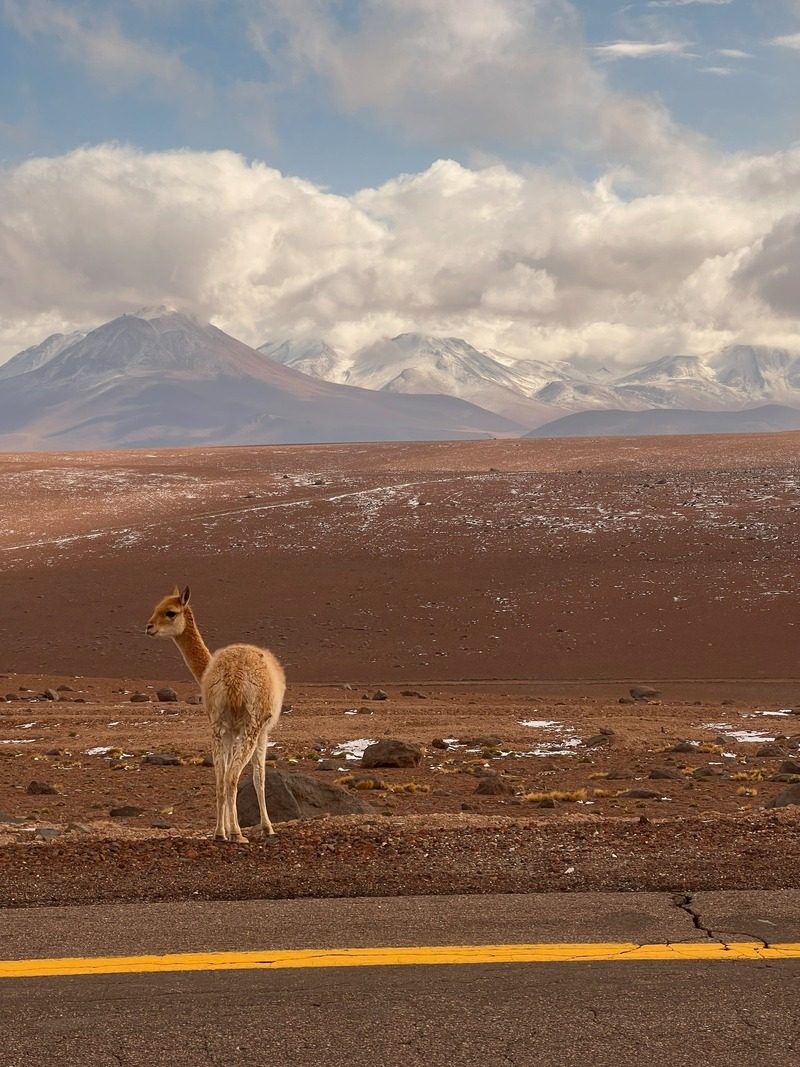 Un Alpaga dans le désert d
