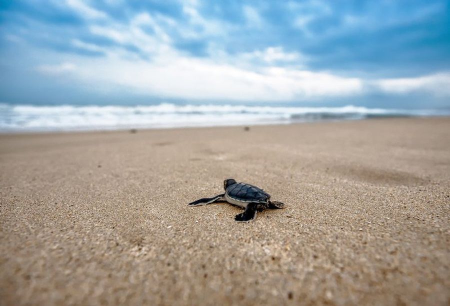 Un bébé tortue de mer se dirigeant vers l