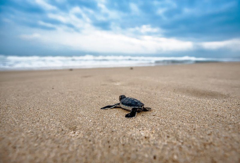 Un bébé tortue de mer se dirigeant vers l