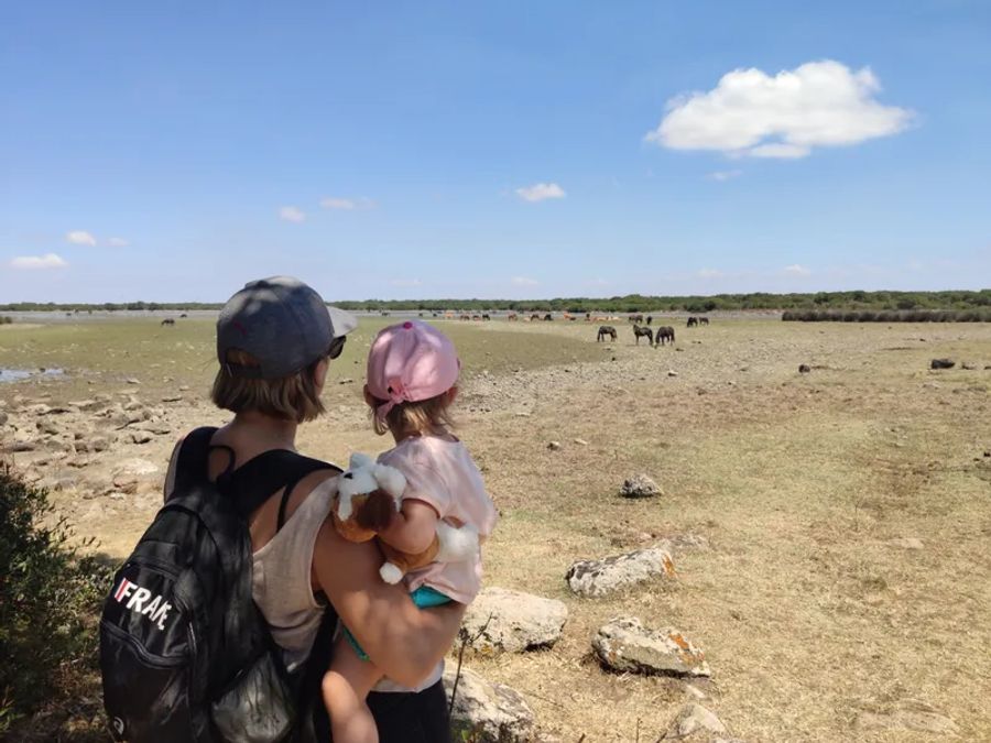 Des chevaux sauvages au plateau de Giara à Tuili en Sardaigne