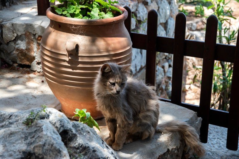 Chat assis dans une ruelle de Kotor près du musée des chats du Monténégro