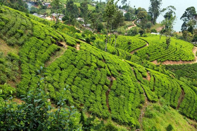Plantations de thé en terrasses à Hatton, Sri Lanka, offrant un paysage vallonné et verdoyant caractéristique de la région.
