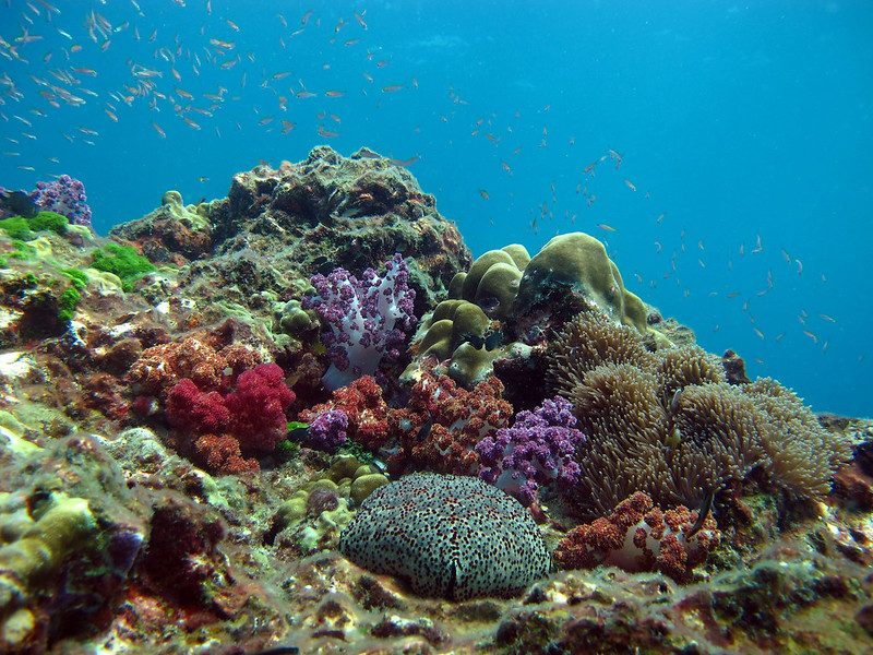 Fond marin coloré avec des coraux et des poissons tropicaux, parfait pour la plongée et le snorkeling.