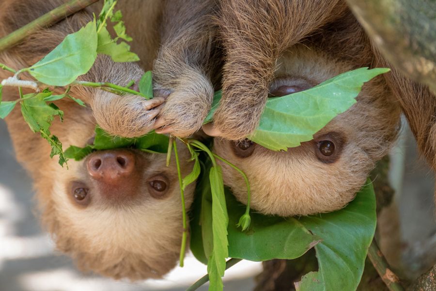 Deux paresseux suspendus à un arbre au Costa Rica