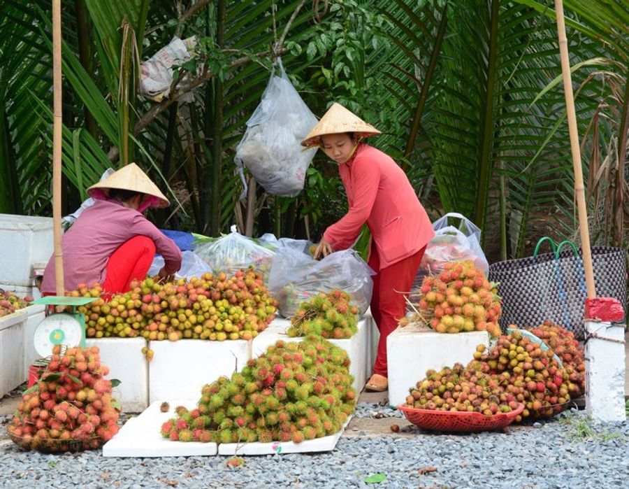 Deux femmes vietnamiennes vendant des rambutans frais au marché local de Ben Tre.