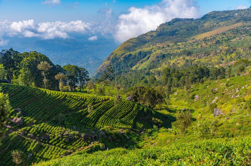 Paysage de montagne avec des plantations de thé en terrasses et un ciel bleu partiellement nuageux.