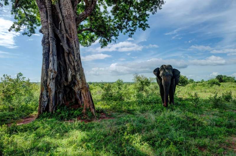 Un éléphant solitaire marchant près d’un grand arbre dans le parc national d'Udawalawe, Sri Lanka.