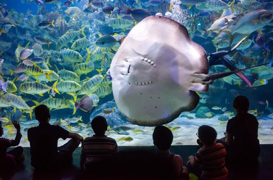 Vue à travers l’aquarium de l’Aquaria KLCC avec une raie et des poissons colorés.