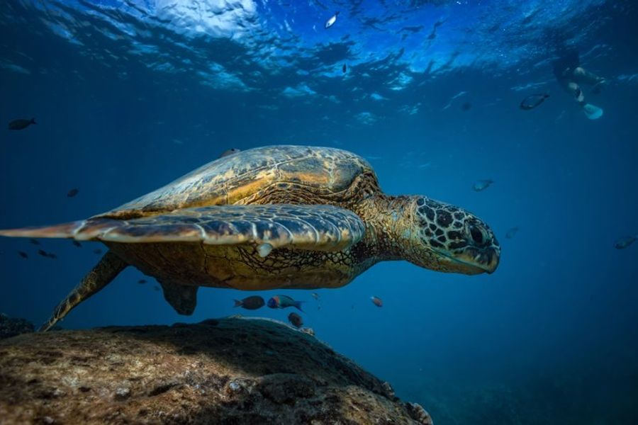 Tortue marine nageant paisiblement dans les eaux translucides, entourée de petits poissons, avec le fond marin rocheux visible en contrebas à Turtle Bay.