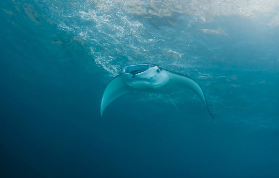 Une majestueuse raie manta nageant dans les eaux profondes.