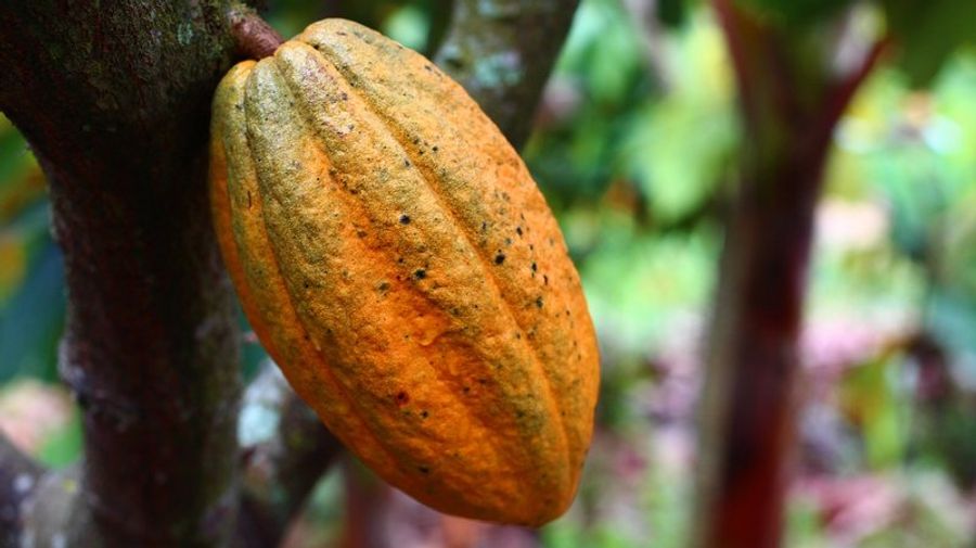 Gousse de cacao orange accrochée à un arbre dans une plantation.