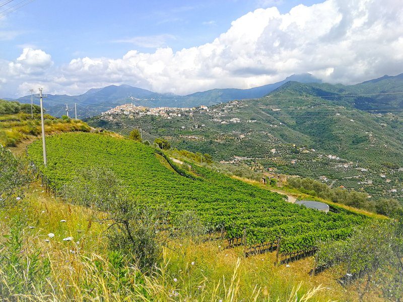 Vignobles en terrasses à Dolceaqua, offrant un panorama sur les collines couvertes de vignes et de paysages verdoyants.