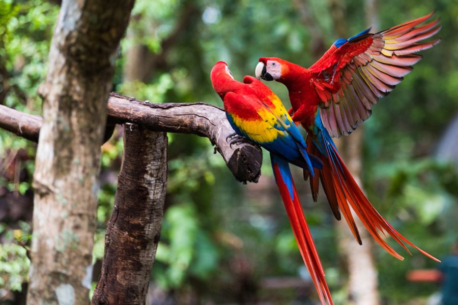 Deux Aras du Costa Rica