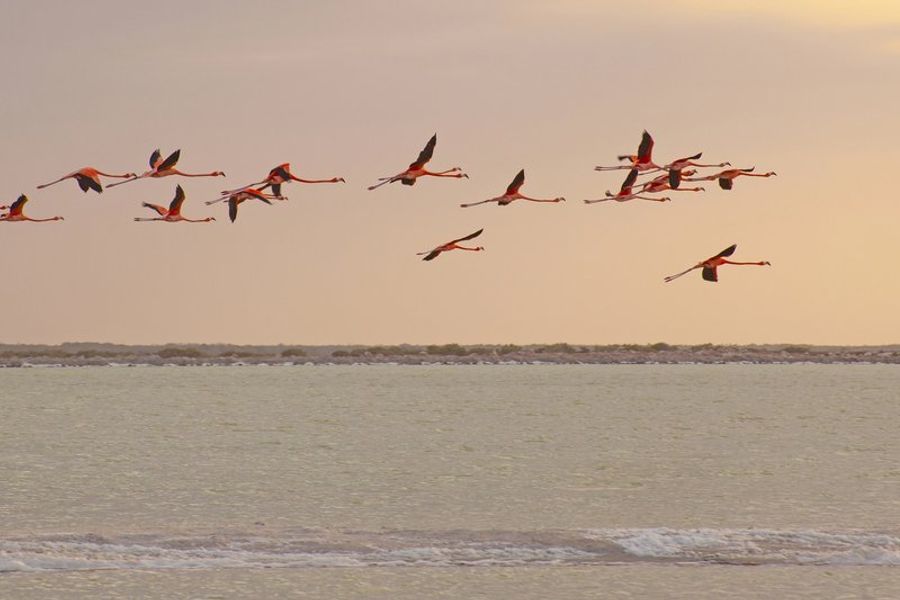 Groupe de flamants roses en plein vol au-dessus de la lagune de Río Lagartos au coucher du soleil.