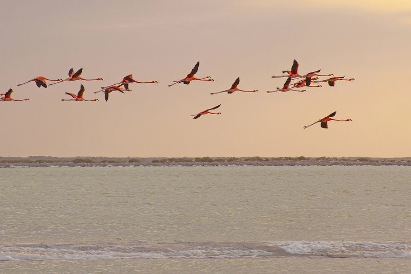 Groupe de flamants roses en plein vol au-dessus de la lagune de Río Lagartos au coucher du soleil.