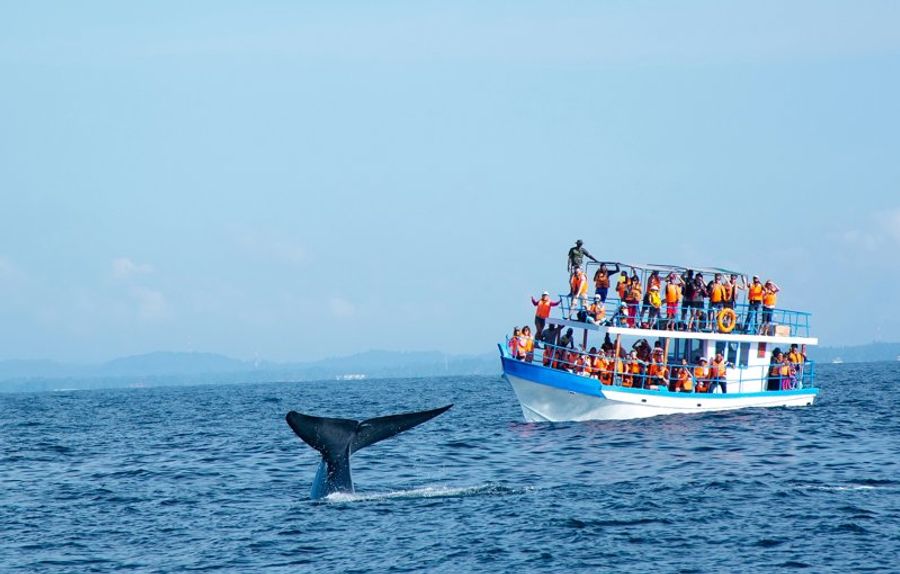 Excursion en mer pour observer la queue d’une baleine près d’un bateau touristique au départ de Galle