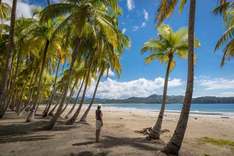 Une plage et ses cocotiers à Samara au Costa Rica