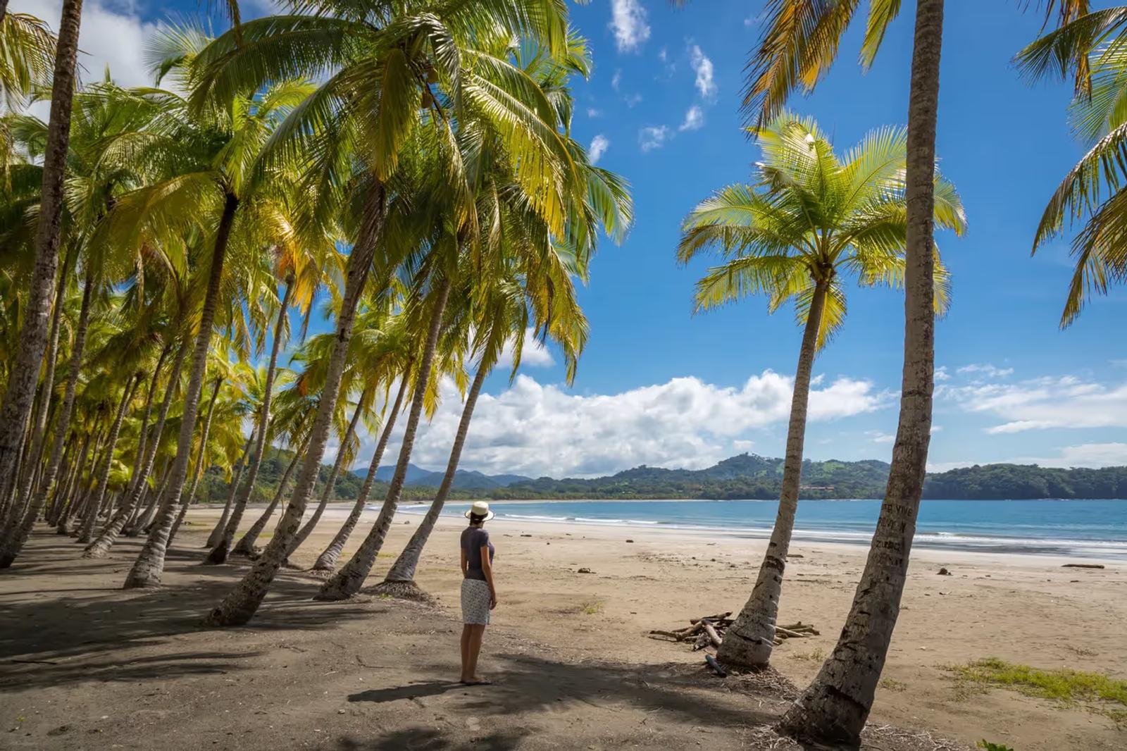 Une plage et ses cocotiers à Samara au Costa Rica