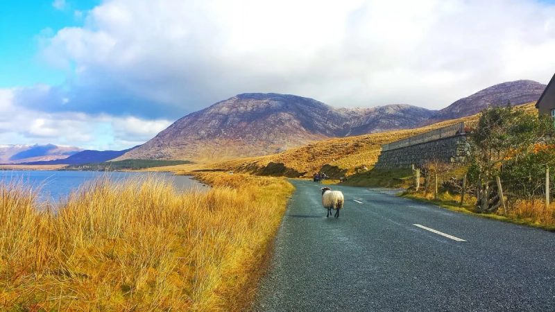 Un mouton sur une route du connemara en Irlande